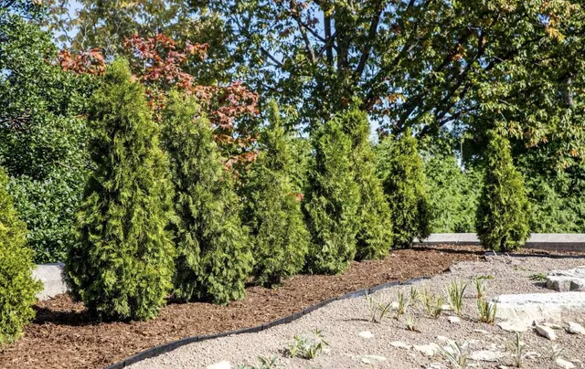 Professional tree and shrub care with arborvitae hedge in Brookline, MA
