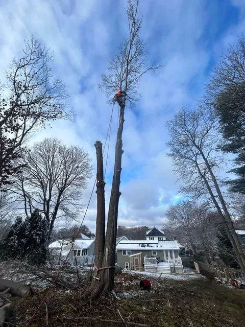 Monteros Tree Service & Landscaping