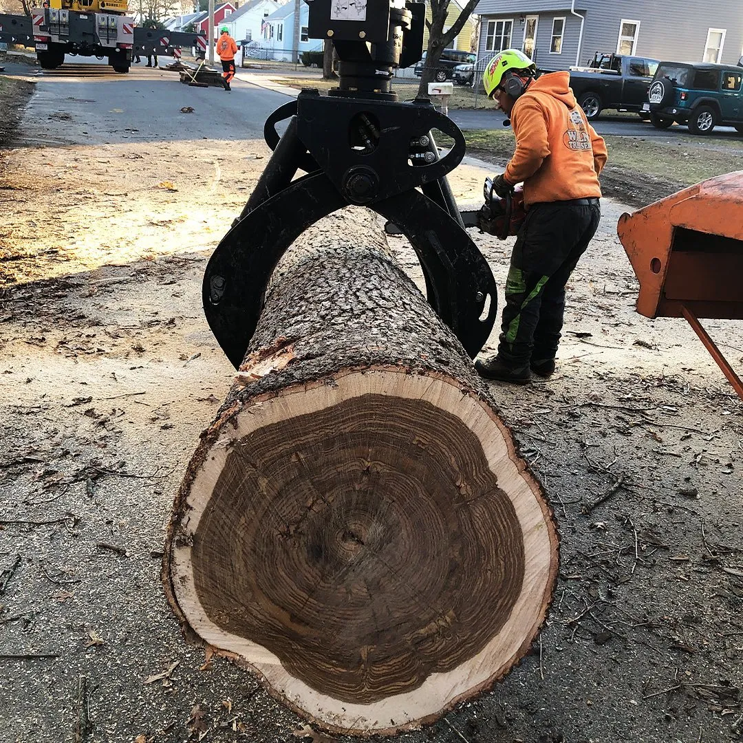 work photo from walnuttreeservice.com