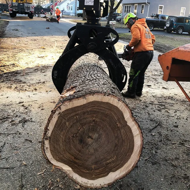 work photo from walnuttreeservice.com