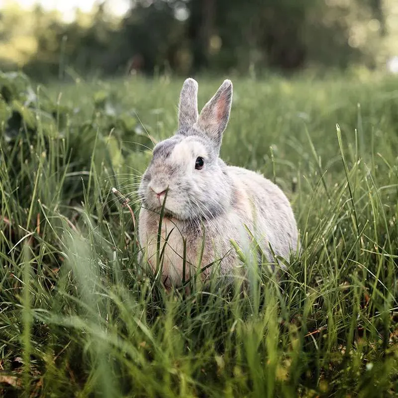 Gray rabbit in green grass at sunset.