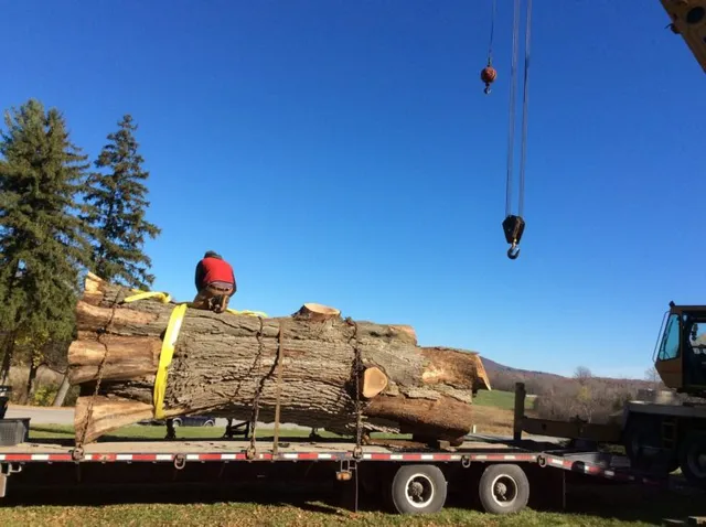 Elm_Tree2