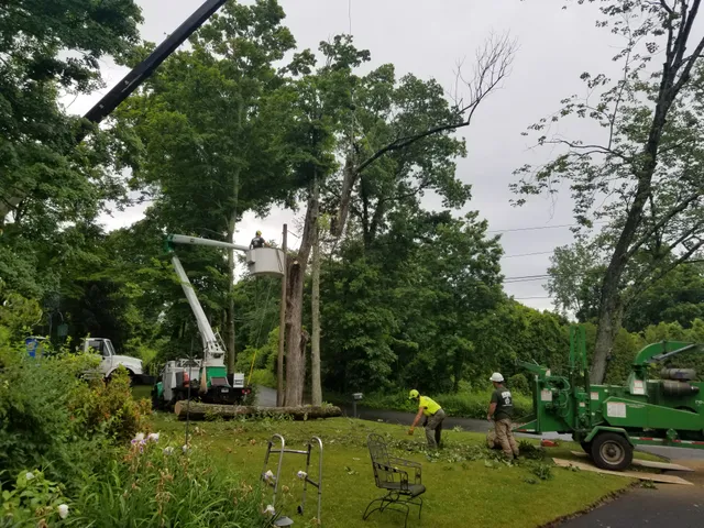 Newtown Arbor Services work photo