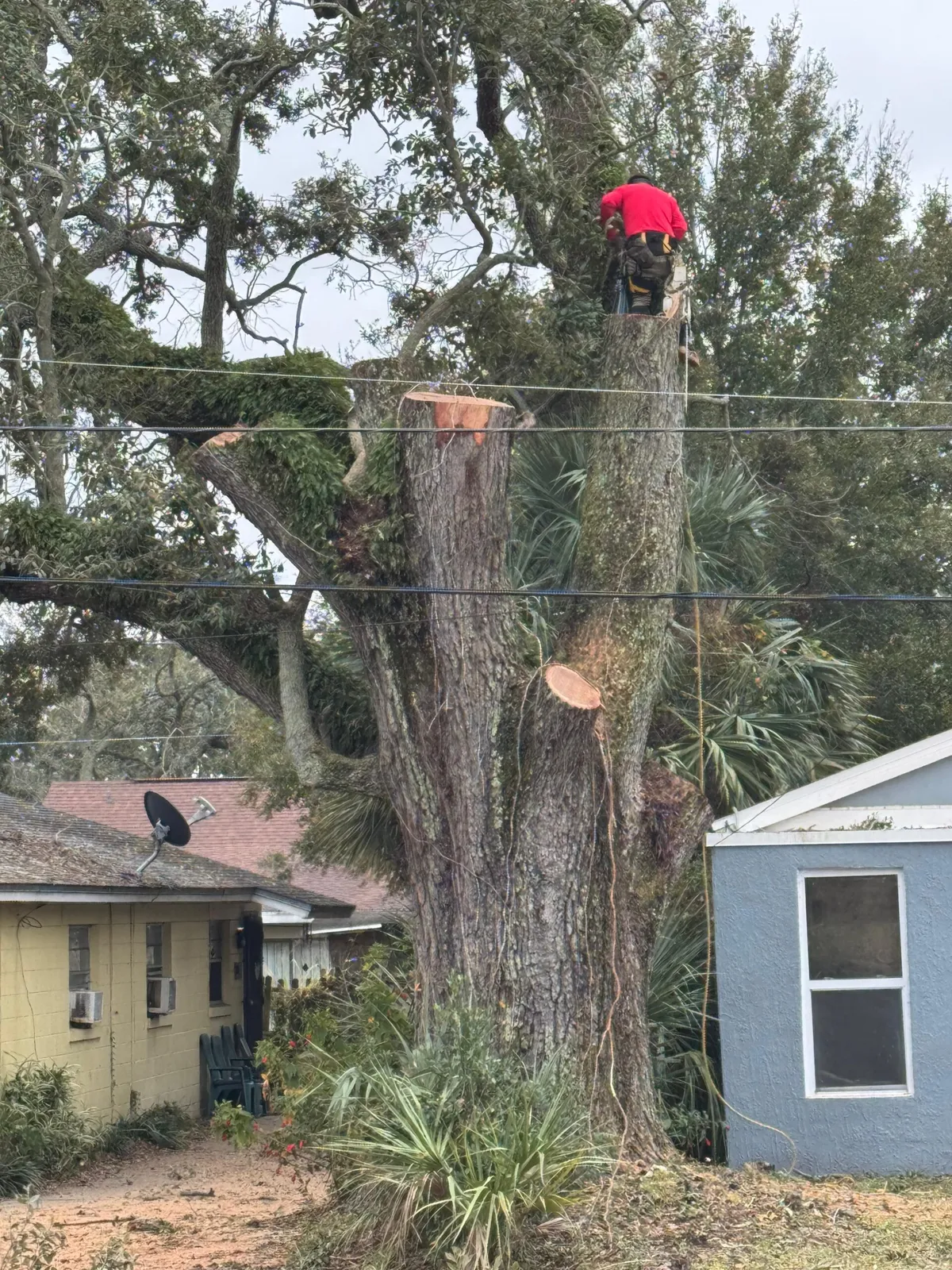 work photo from visionlandsandtreeservicesllc.com
