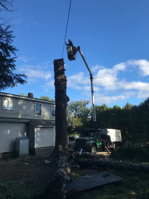 Right Coast Tree Preservation work photo