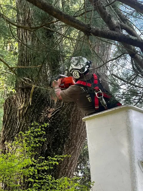 Person wearing safety gear and a helmet trimming tree branches with a chainsaw while standing in a bucket lift among tall trees with green foliage.