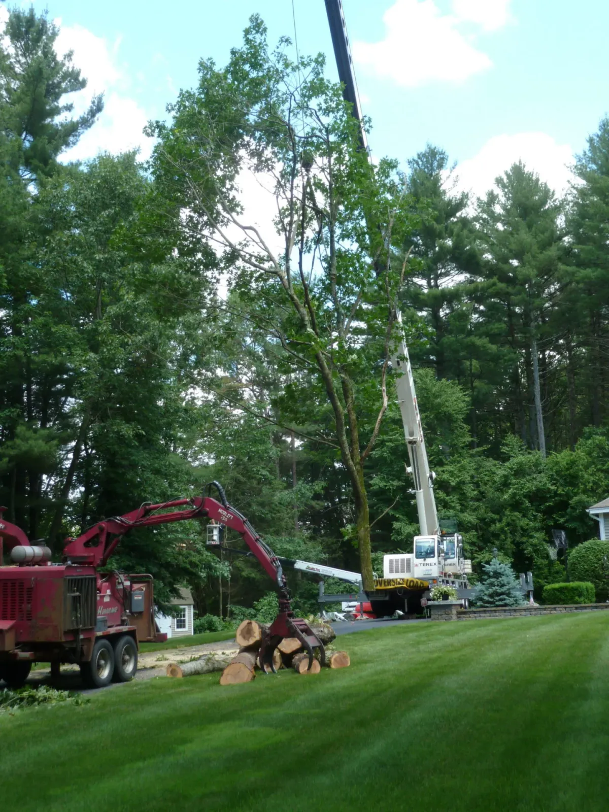 bradley tree lift