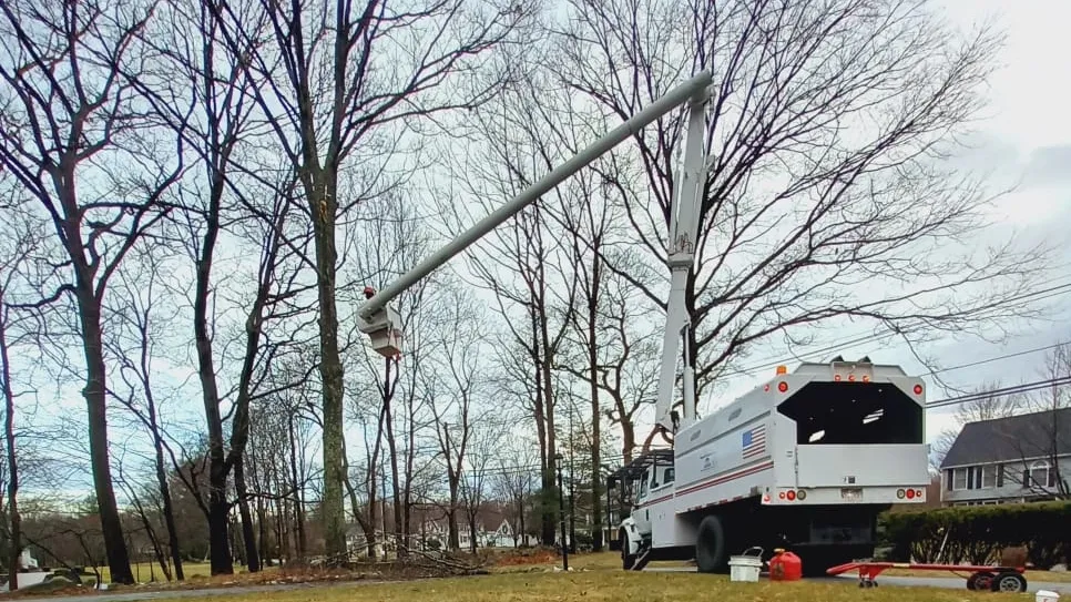 Diamond Landscaping & Tree Services