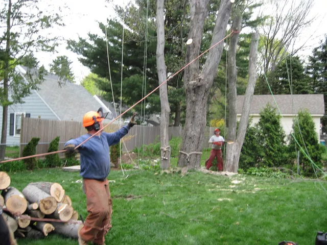 work photo from mccarthytree.com
