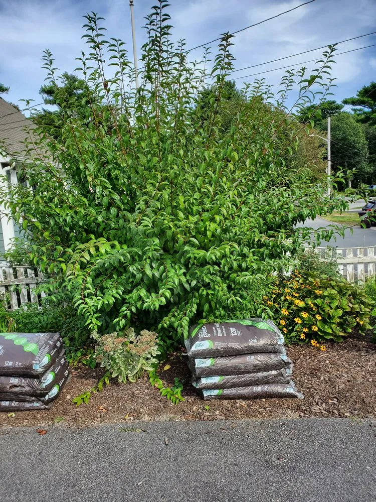 Roberto's Affordable Landscaping researched project photo