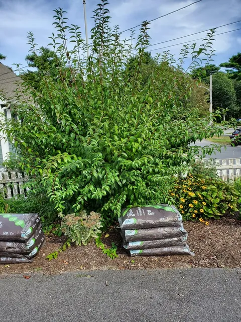 Roberto's Affordable Landscaping researched project photo
