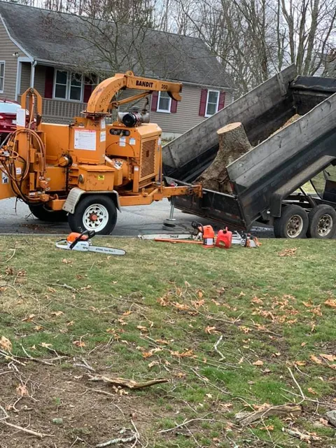 JP Tree Service Company work photo