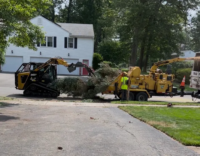 Tree Corp work photo