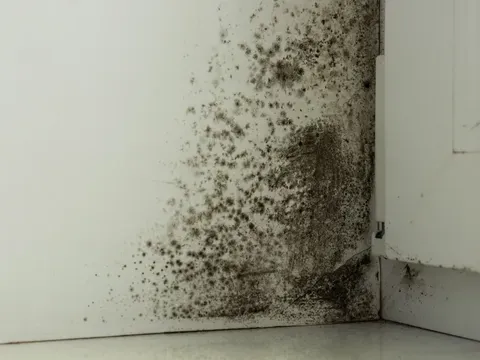 Black mold growth on a white wall and baseboard corner indoors