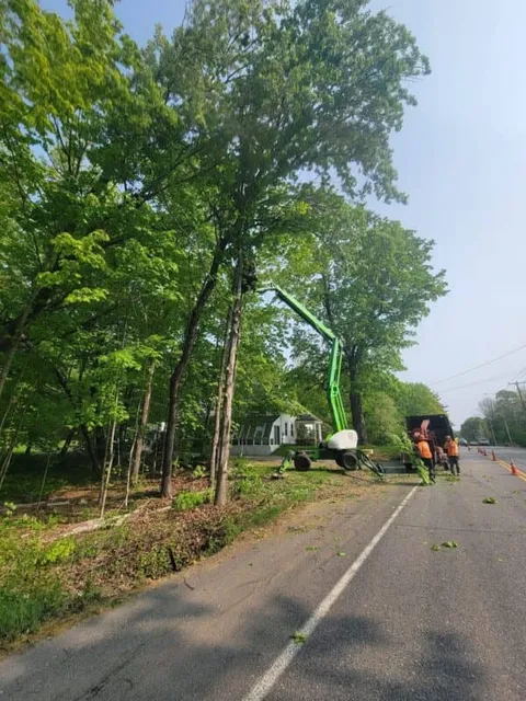 work photo from webstertree.net