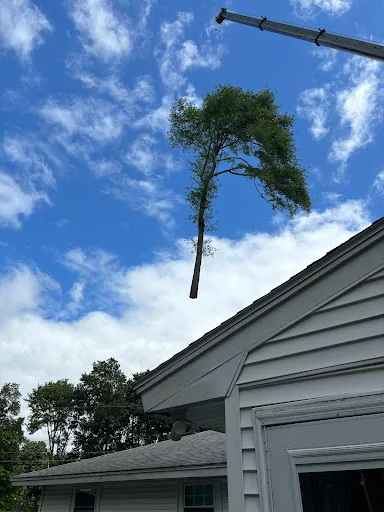 Elliott Tree work photo