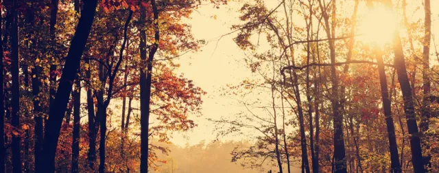 fall.jpg