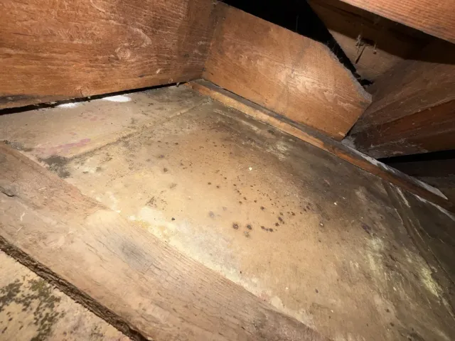 Wider view of mold growth and spotting across the exposed Sheetrock surface between attic framing during Smithfield Rhode Island mold remediation project