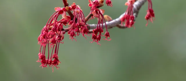Red Maple