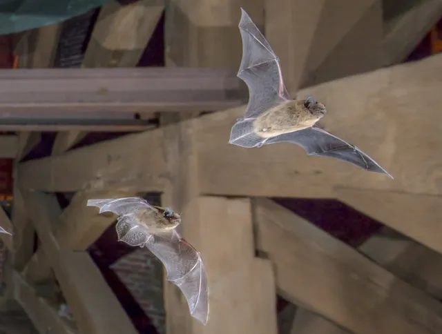 Bats in Your Attic?