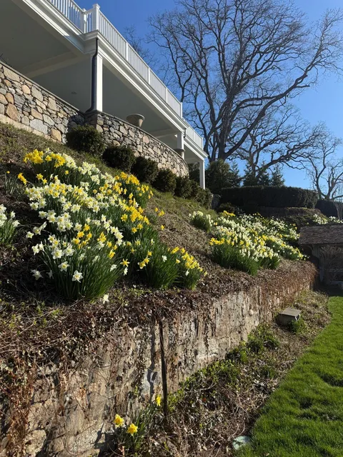 Seasonal color planting with daffodils across a landscaped slope