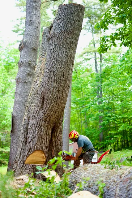 work photo from gardnertreeme.com