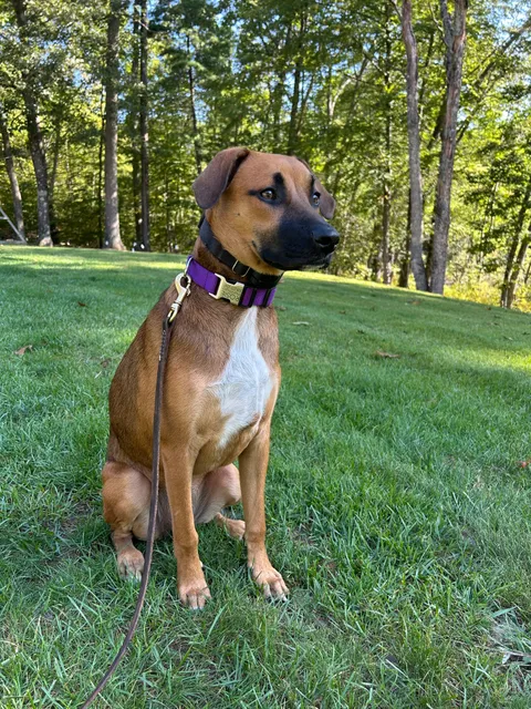 DogWatch of Eastern MA work photo