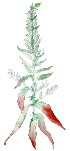 painting of evening primrose plant