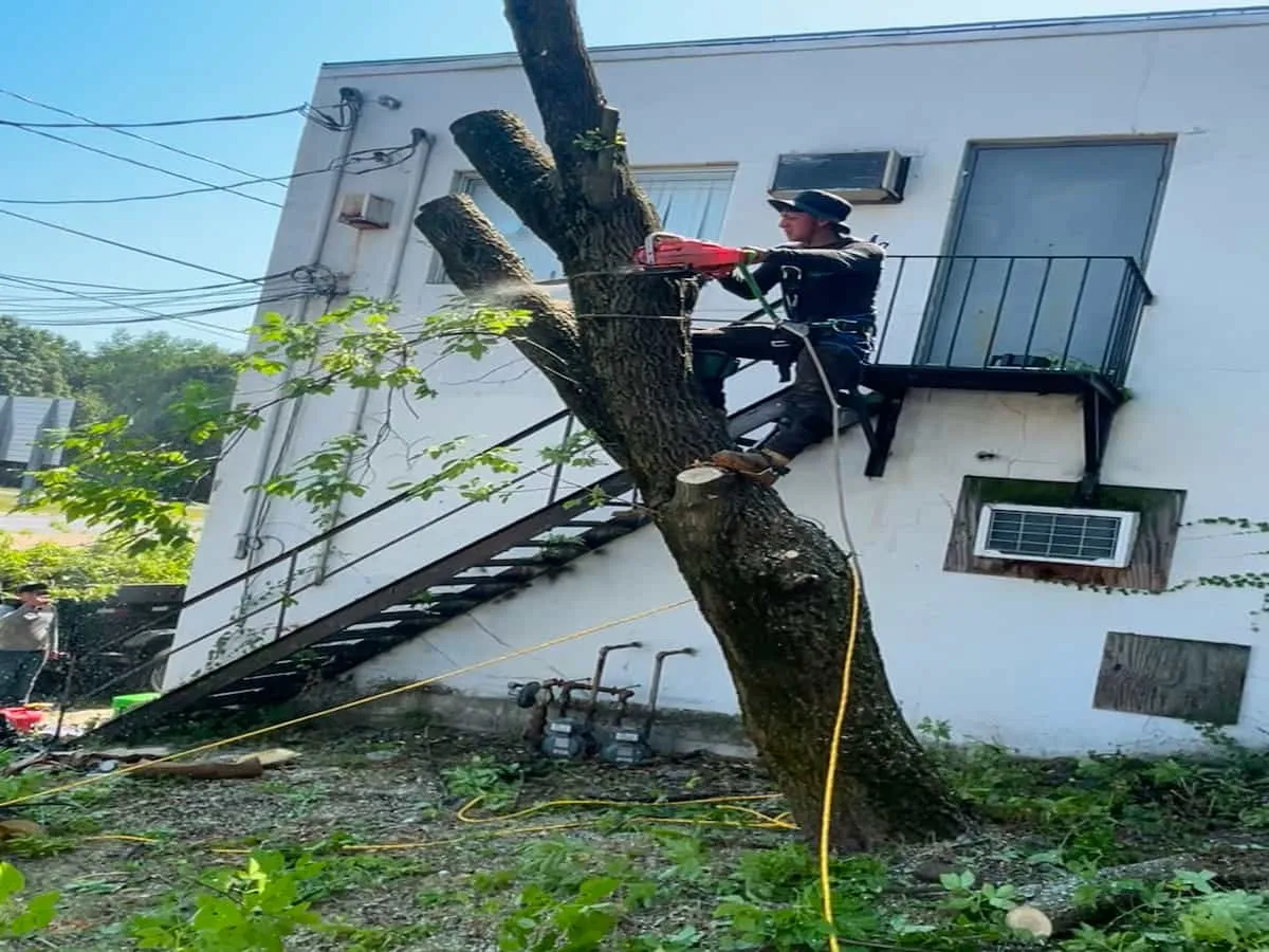 Tree Services