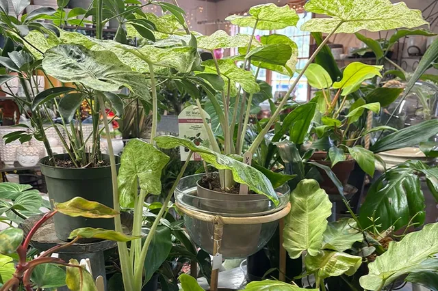 work photo from echobrooknursery.com