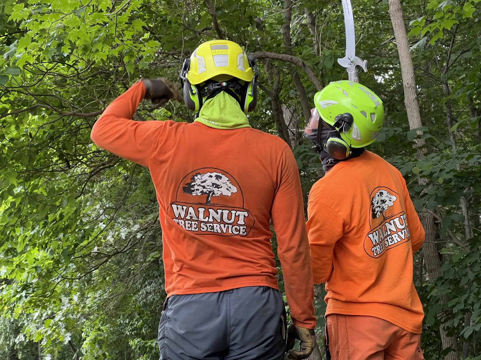 work photo from walnuttreeservice.com