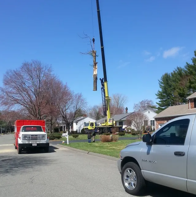 Cheap-Scapes Tree & Landscaping work photo