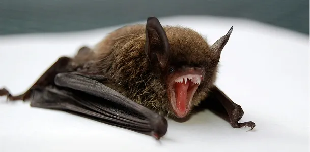 Bat Removal