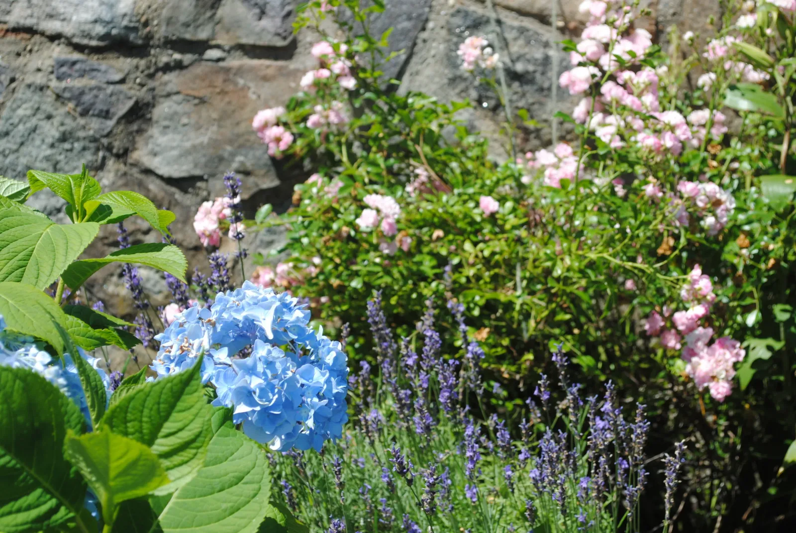 Hydrangea, Rose & Lavender
