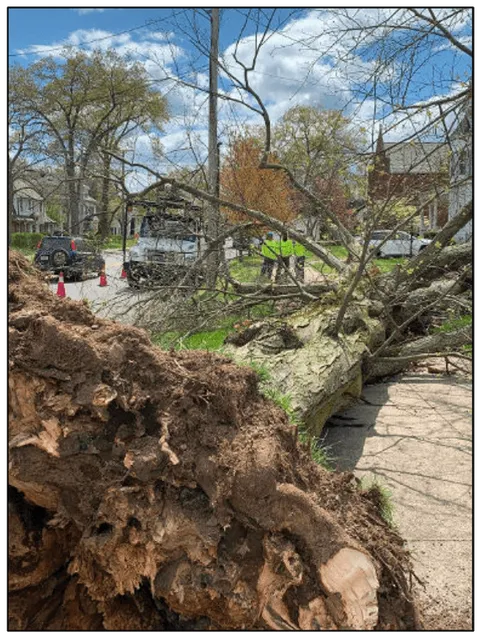 Tree-removal