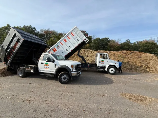 work photo from mmtreeservicellc.com