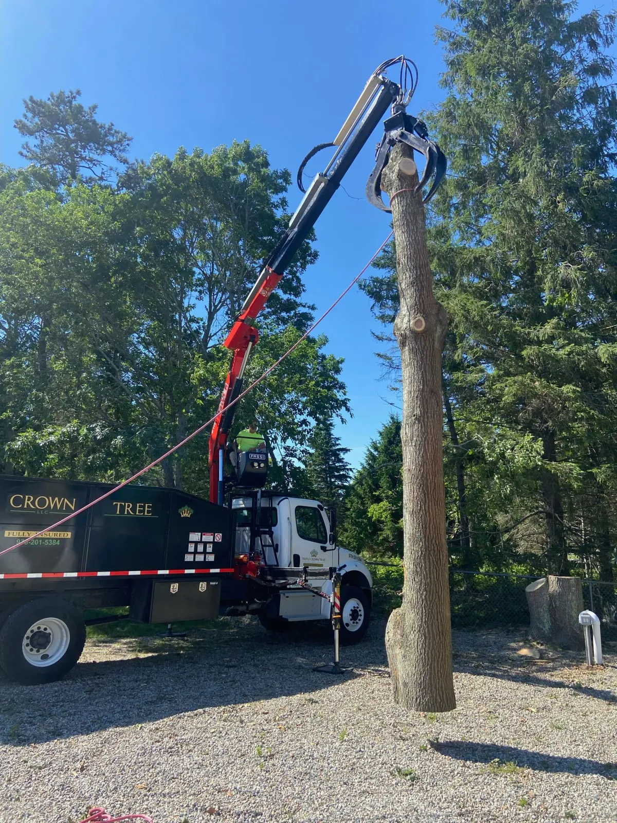 Tree removal