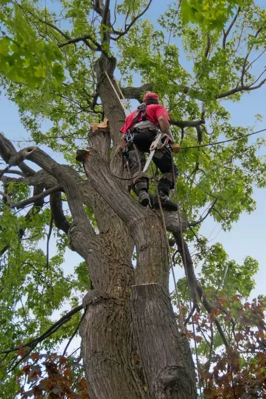 tree removal in Sudbury, MA