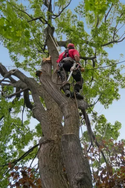 tree removal in Sudbury, MA