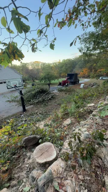 Tree stump in foreground; debris and truck near trees under a partly cloudy sky.