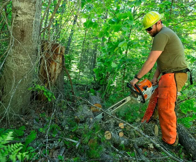work photo from sapphirelandandtree.com