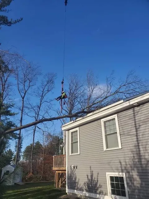 work photo from sendittreeservice.com