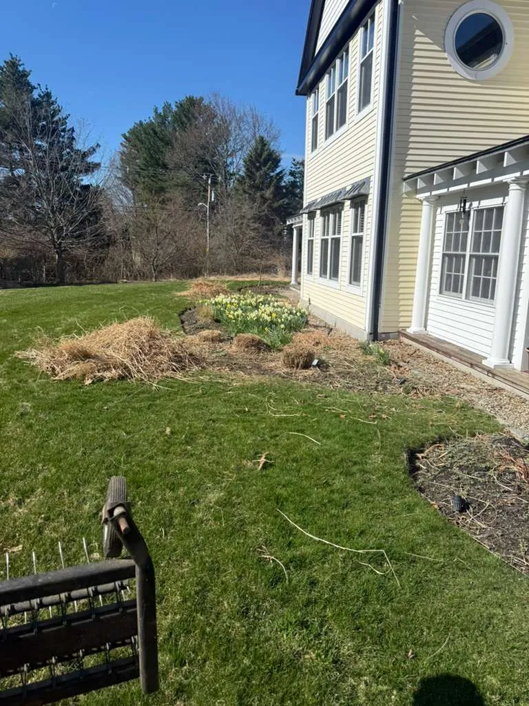 Yard before spring cleanup