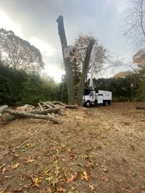 Tree removal services in Rhode Island