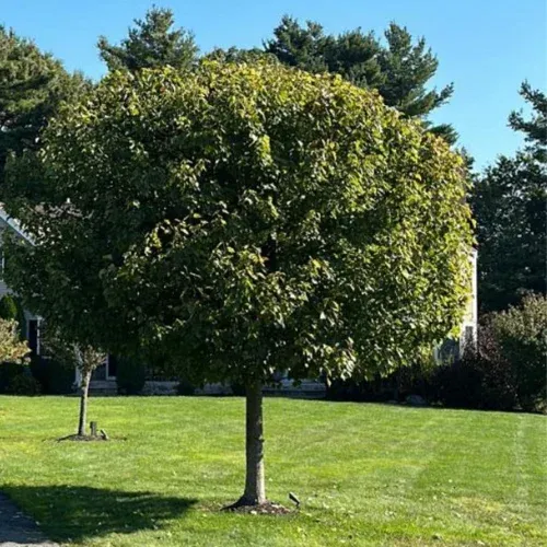 work photo from gardenedenlandscape.com