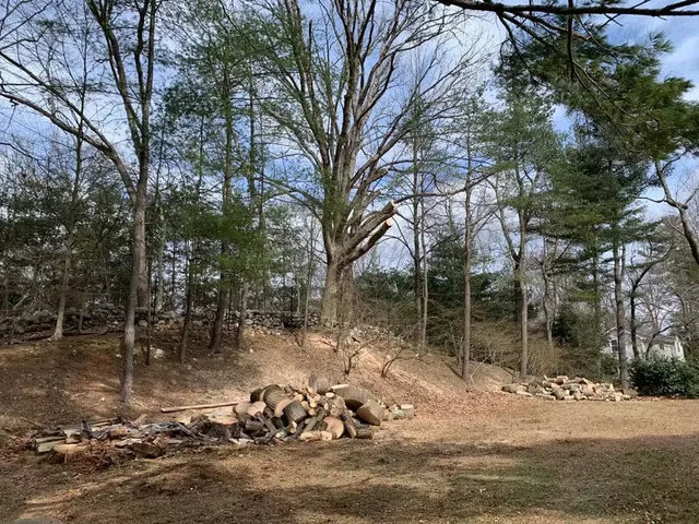 work photo from lnttreeservice.com