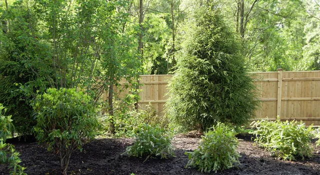 Woodland privacy planting and evergreen landscape