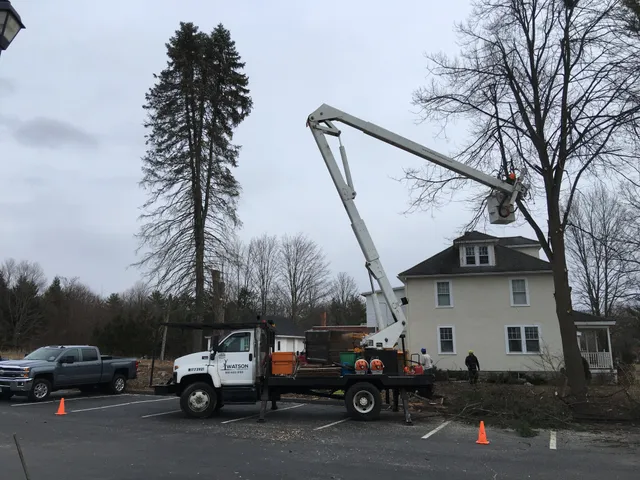 Watson Treeworks work photo