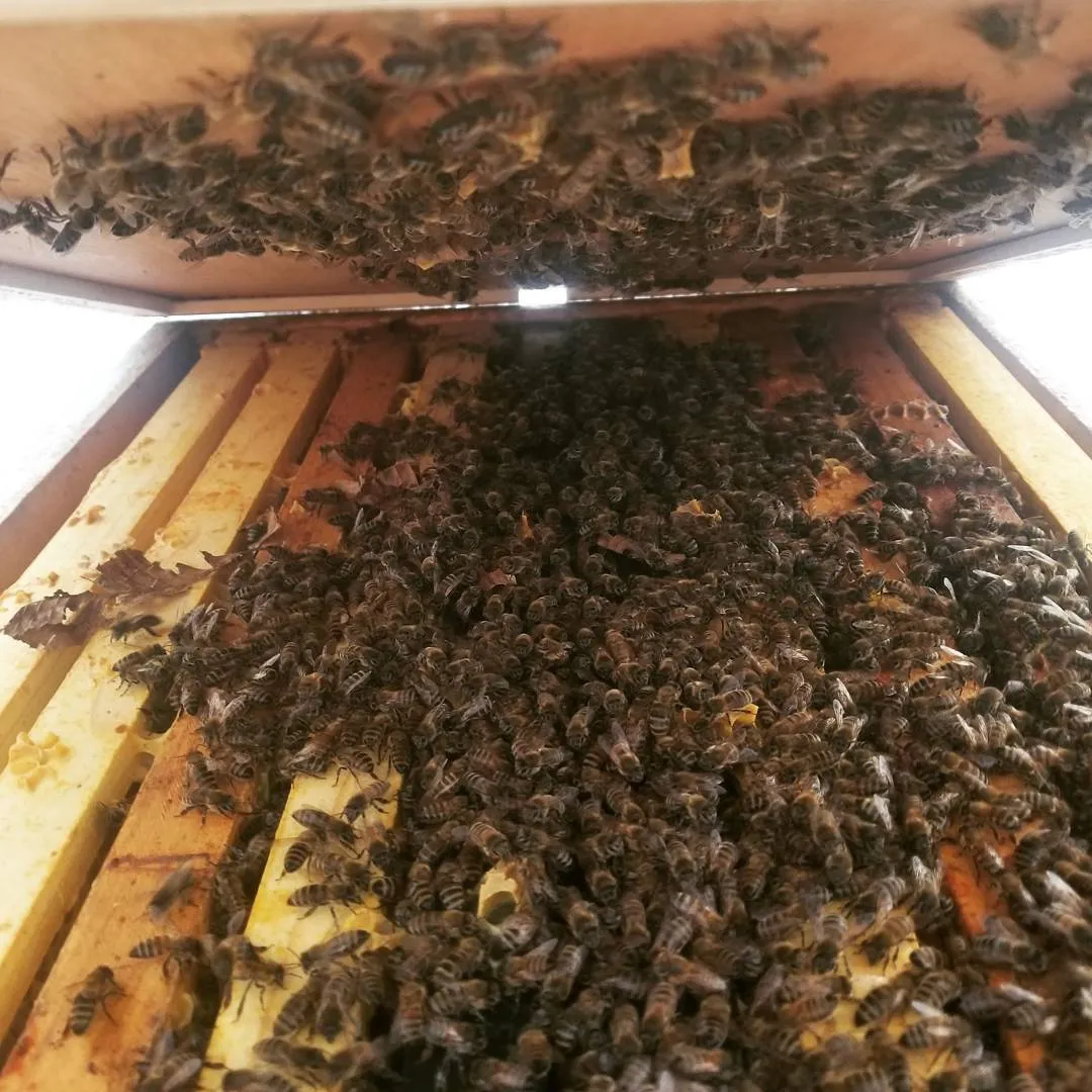 Beverly Bees
