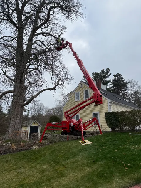 Southeast Arborist of Plymouth, MA work photo